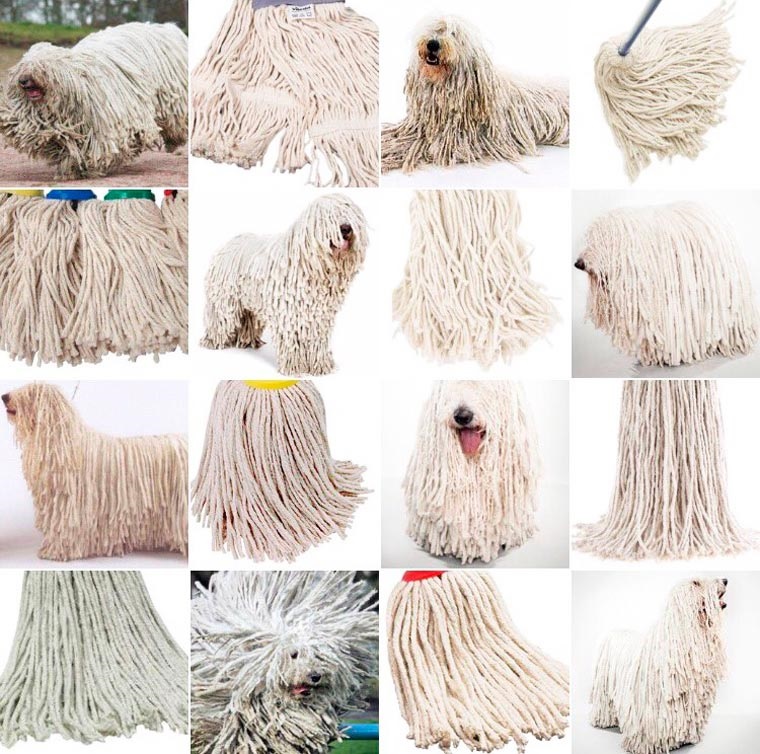 sheep dog or mop.jpg